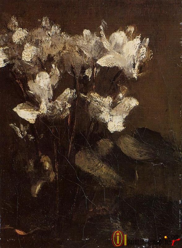 Flowers - Cyclamens