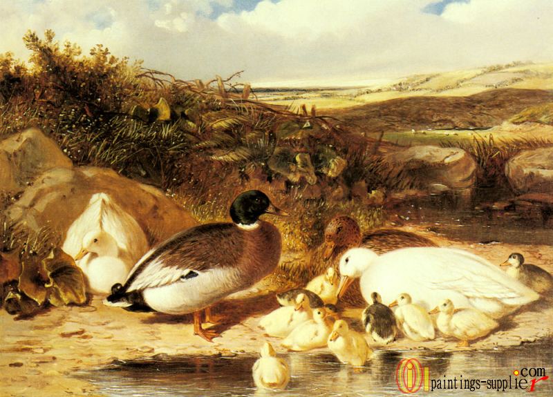Mallard Ducks and Ducklings on a River Bank.
