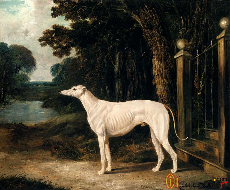 Vandeau, A White Greyhound.