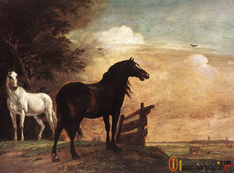 Horses In A Field