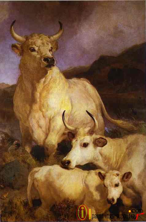 Wild Cattle of Chillingham(1867)