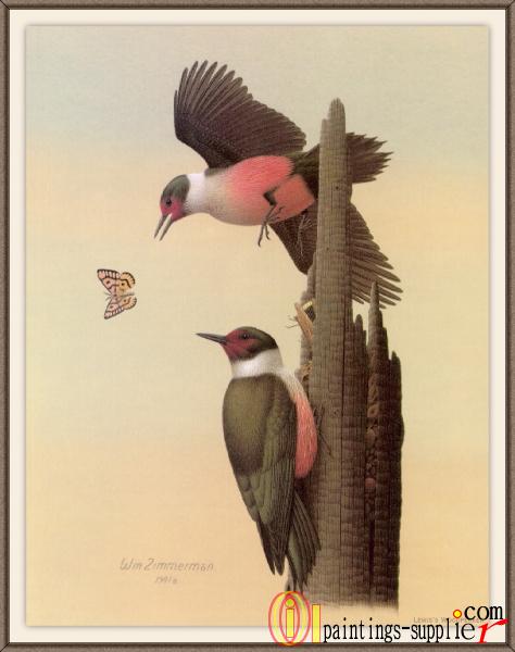 Lewis  Woodpecker