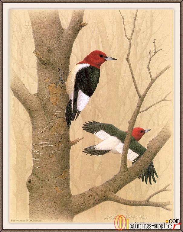 Red-headed Woodpecker.