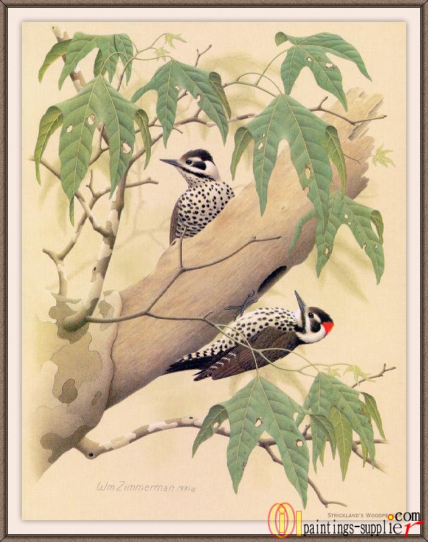 Stricklands  Woodpecker