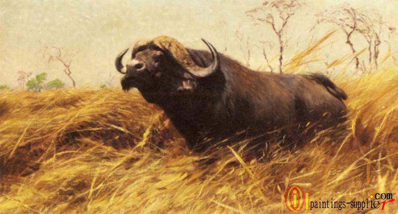 An African Buffalo