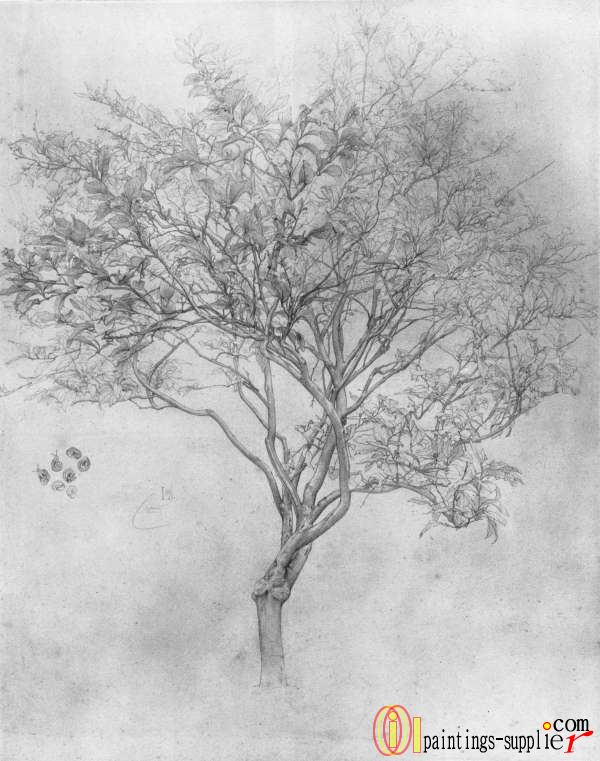 Study of a Lemon Tree,1859