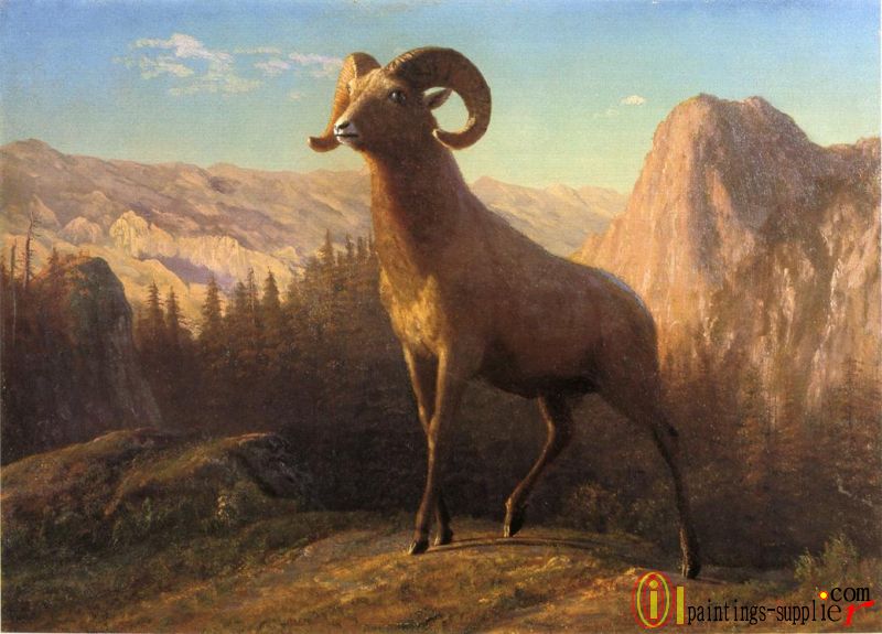 A Rocky Mountain Sheep, Ovis, Montana,1879