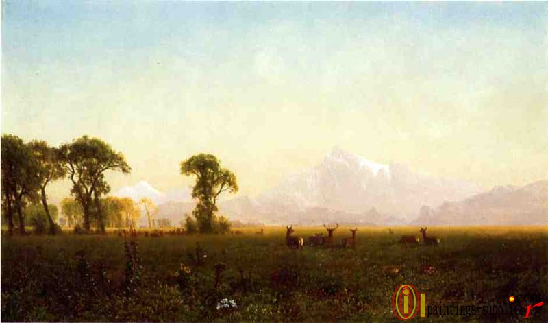 Deer Grazing, Grand Tetons, Wyoming,1861