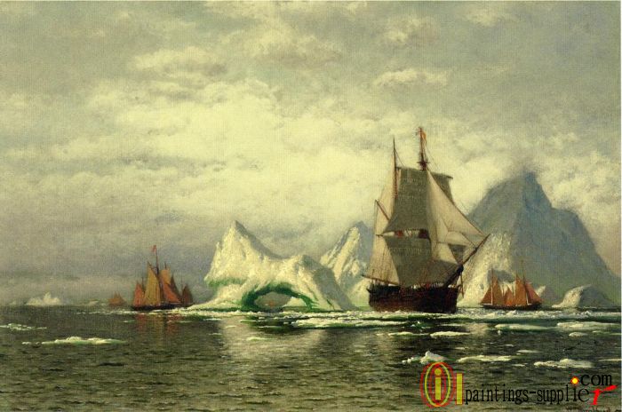 Arctic Whaler Homeward Bound Among the Icebergs