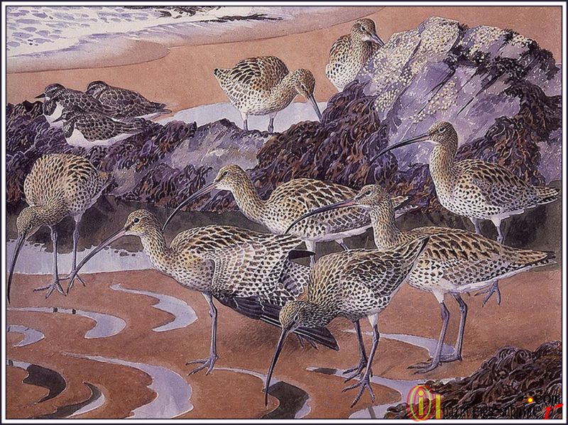 Curlews And Turnstones