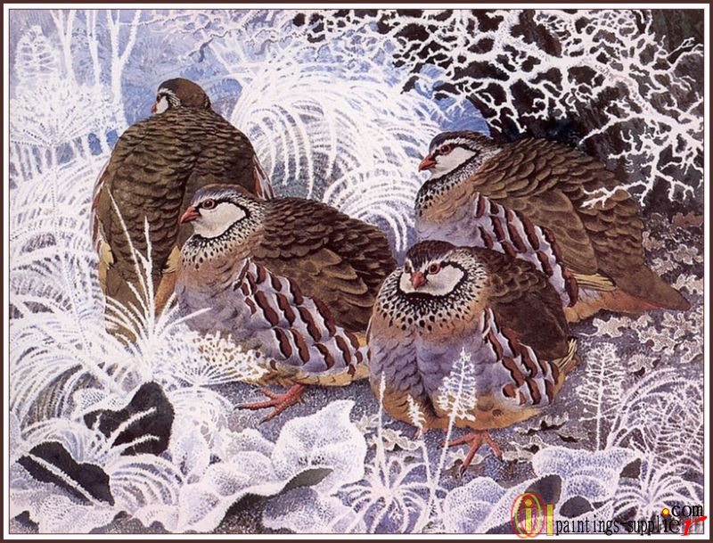 French Partridges
