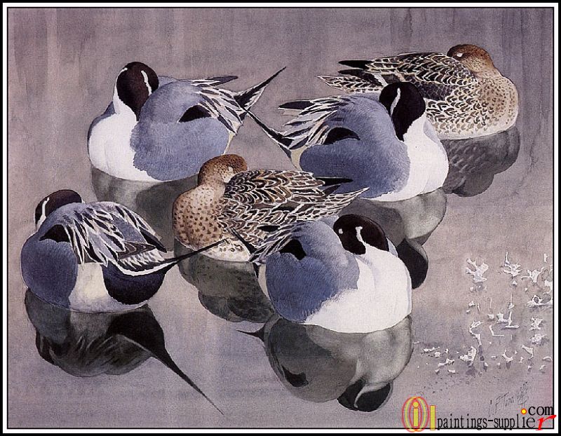Pintails At Rest