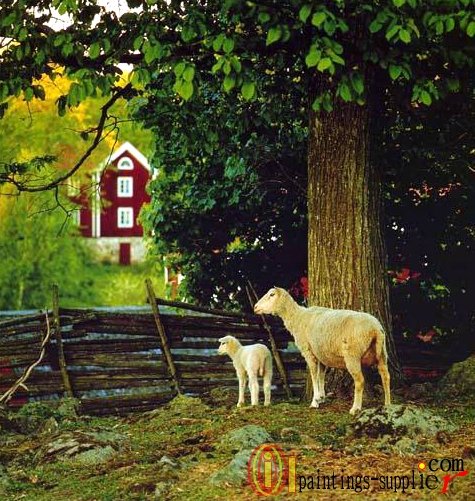 Sheep&Goat